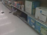 peopleofwalmartupload.jpg